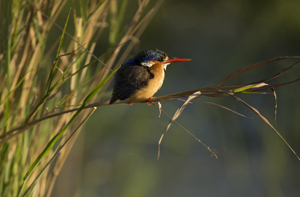 kingfisher